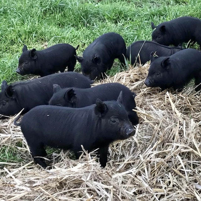 heritage-livestock-breeds